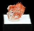 Bright Orange Crocoite Crystals - Tasmania #40603-1